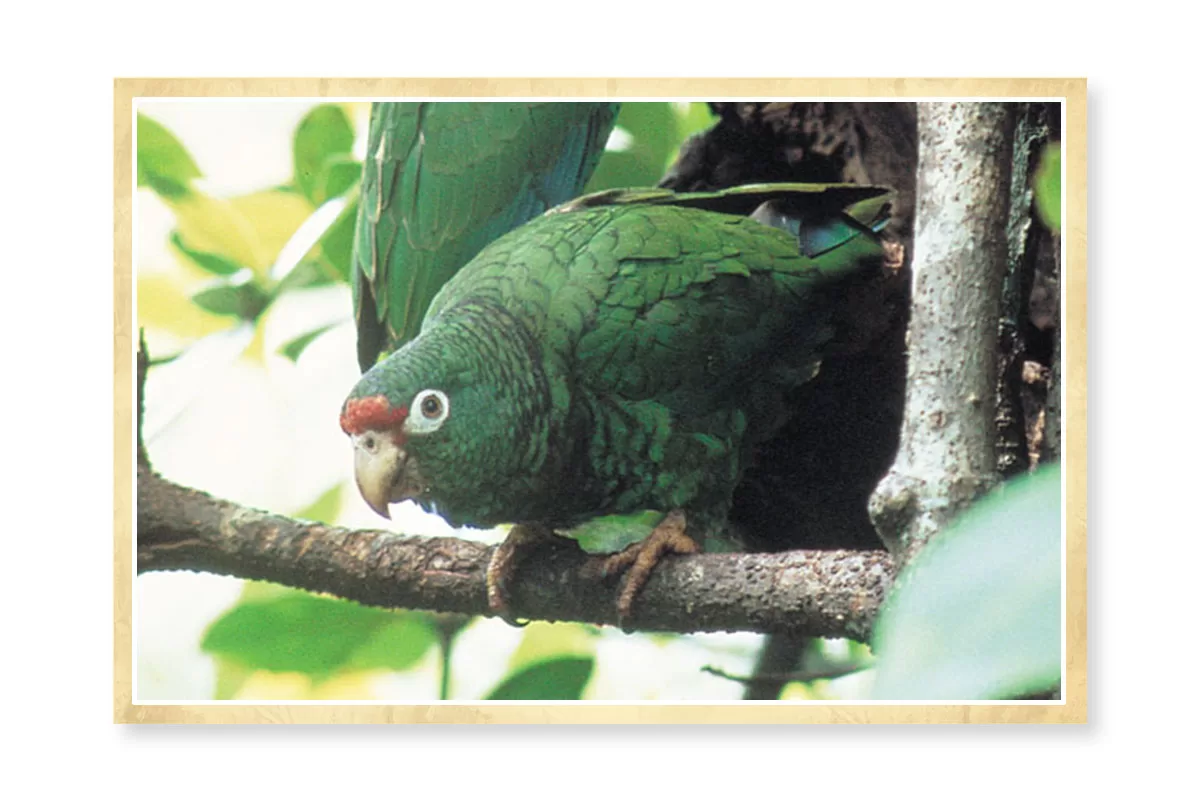 Papagaio Amazona, de cor verde, fotografado empoleirado numa árvore, em estado selvagem. O papagaio é da espécie Amazona Vittata. Apresenta uma pelugem em tons de verde, sendo mais claro em cima do que em baixo. Por cima do bico, apresenta penas vermelhas. As patas são de cor amarelada.