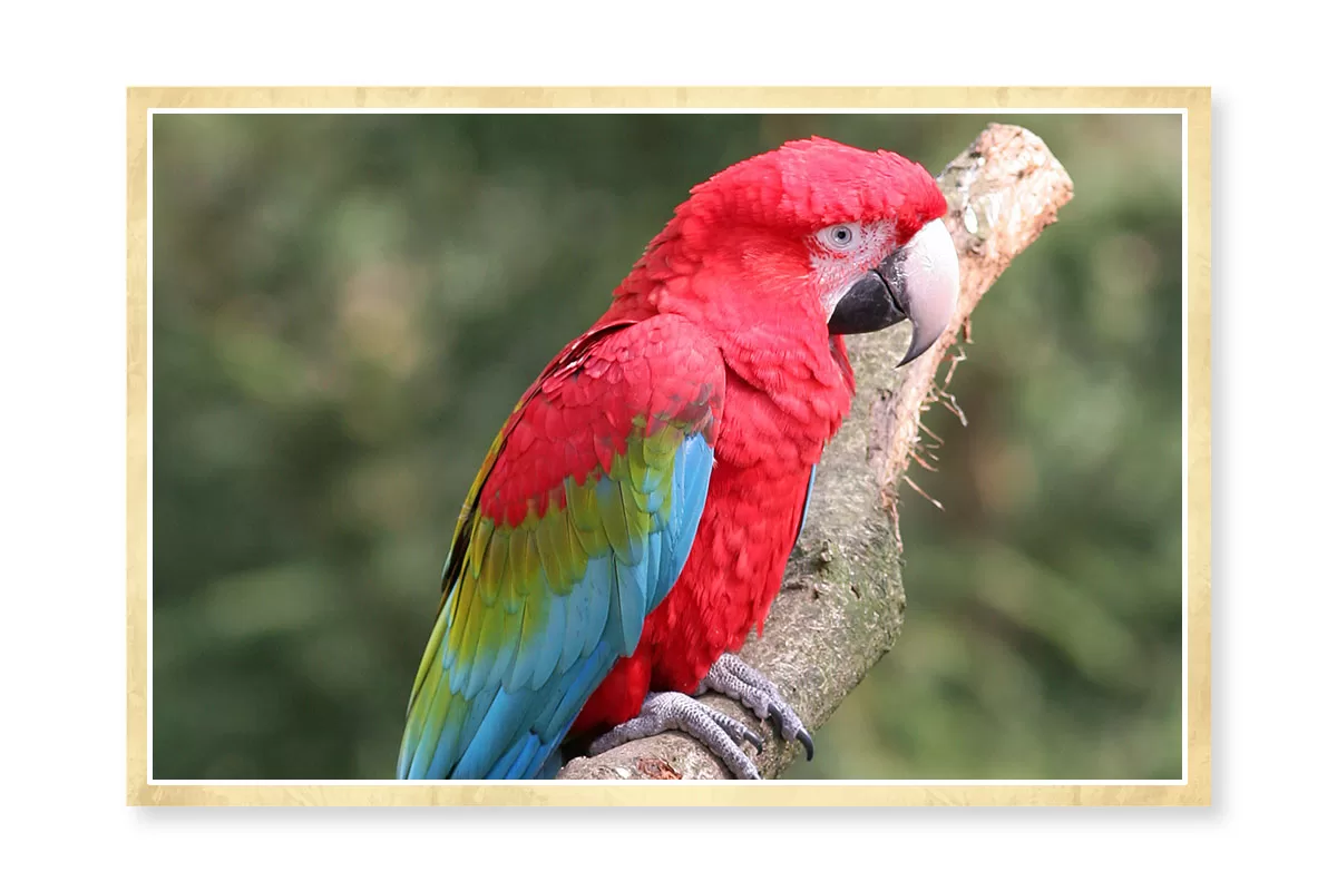 Arara vermelha. O espécime apresentado na fotografia possui penas vermelhas, com tons verdes e azuis nas asas. O bico é alongado e curvo para baixo. As patas são de cor cinzenta.