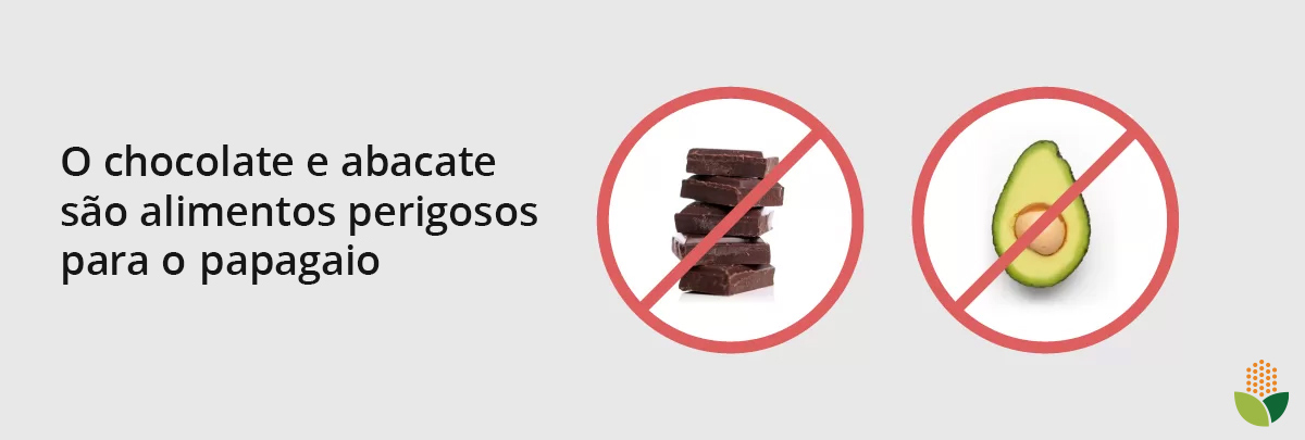 Chocolate e abacate são alimentos perigosos para o papagaio