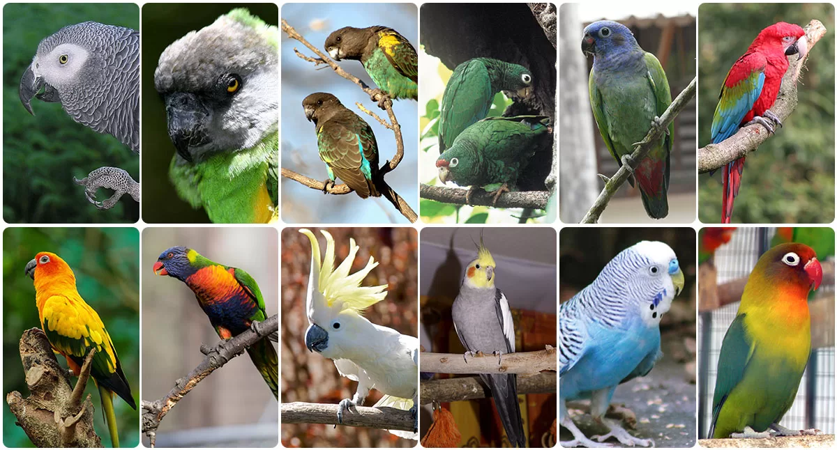 Lista de espécies mais comuns como papagaio de estimação