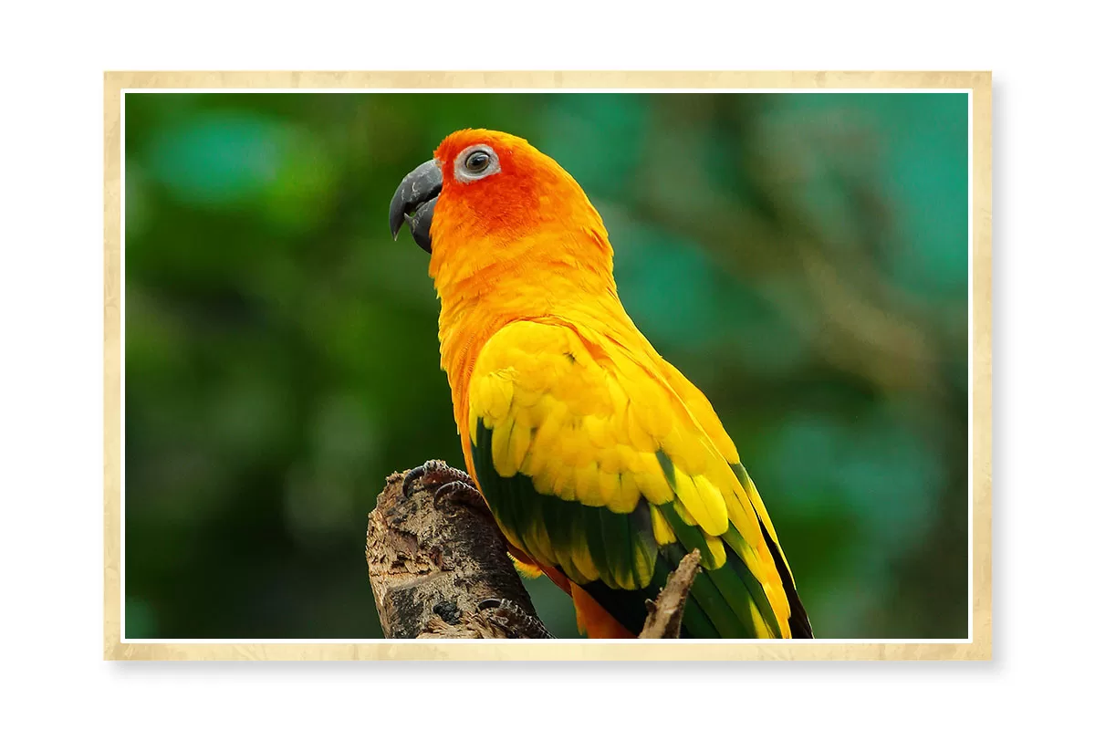 O Conure apresentado na imagem apresenta uma pelugem maioritariamente amarela, com tons verde escuro nas asas e laranja nas penas de circundam os olhos, levemente desvanecendo até ao pescoço. O bico é preto.