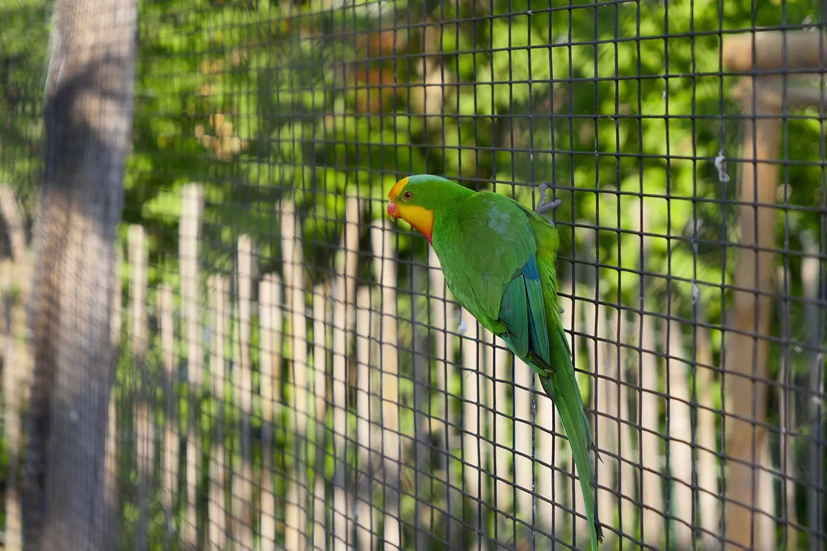 Papagaio verde em gaiola de ferro com tamanho grande.