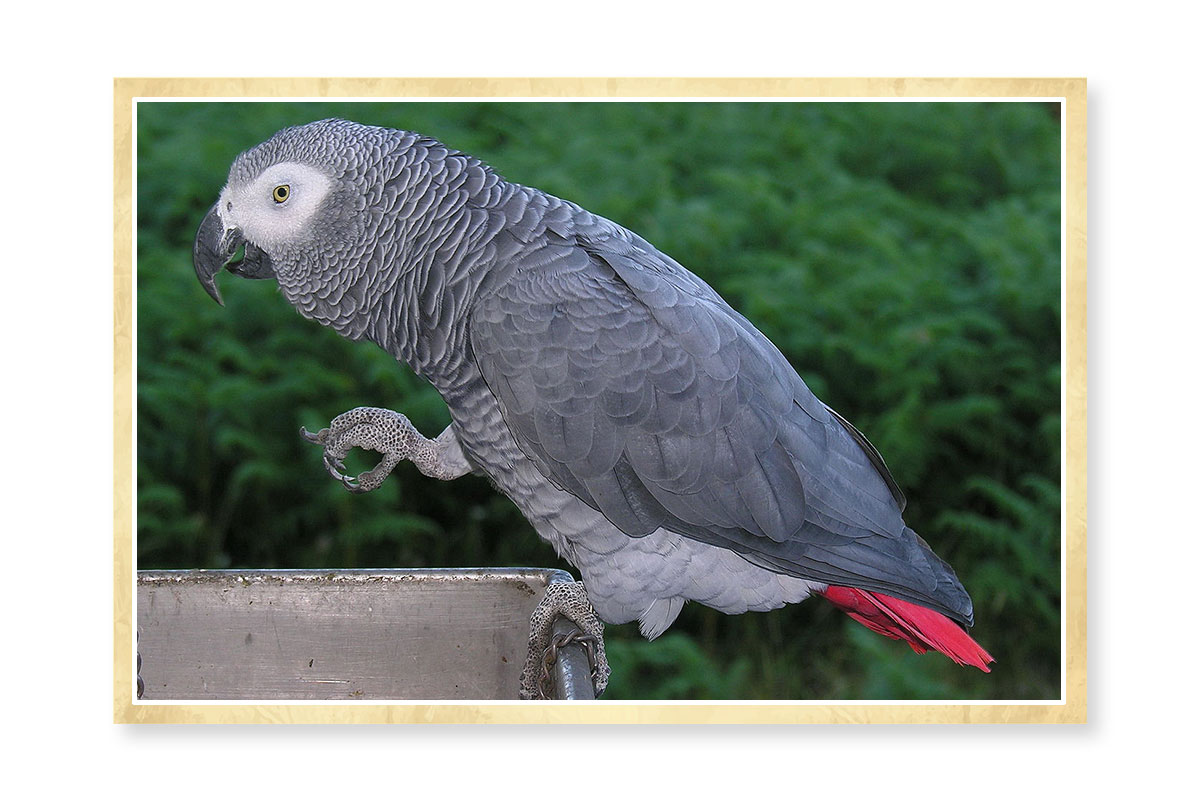 Papagaio Cinzento