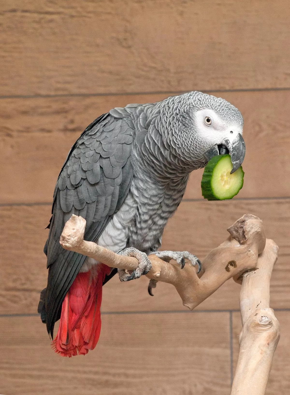 Papagaio cinzento a comer