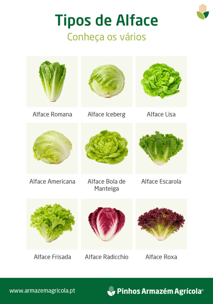 Infografia com vários tipo de alface comuns em Portugal