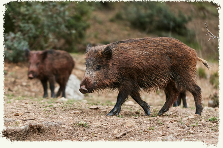 Pratos de caça para acompanhar Vinho Tinto. Javali. Prato de javali. Prato de carne.