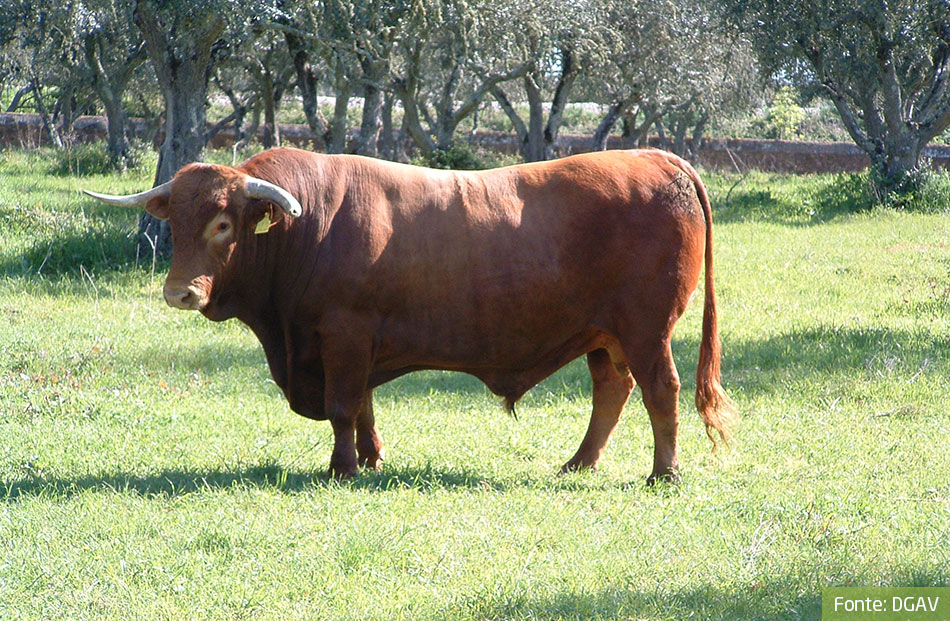 Raça Bovina Alentejana