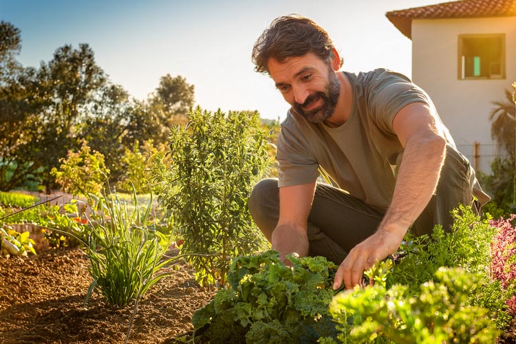 Como começar uma horta em casa