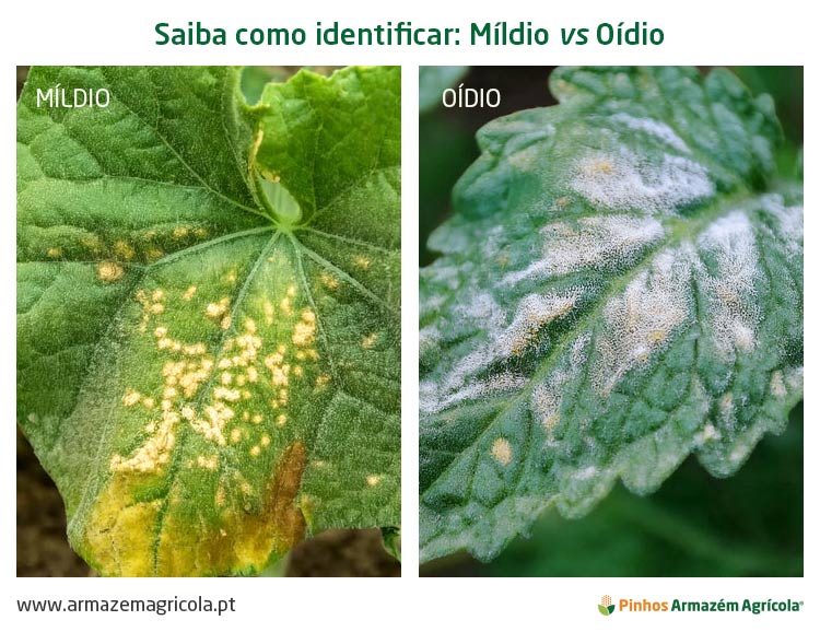 Imagem comparativa que dá a conhecer as diferenças entre míldio e oídio ao horticultor