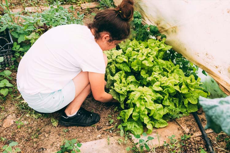 Como aplicar mulching na horta