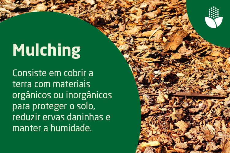 Definição de mulching - o que é e quando é aplicado