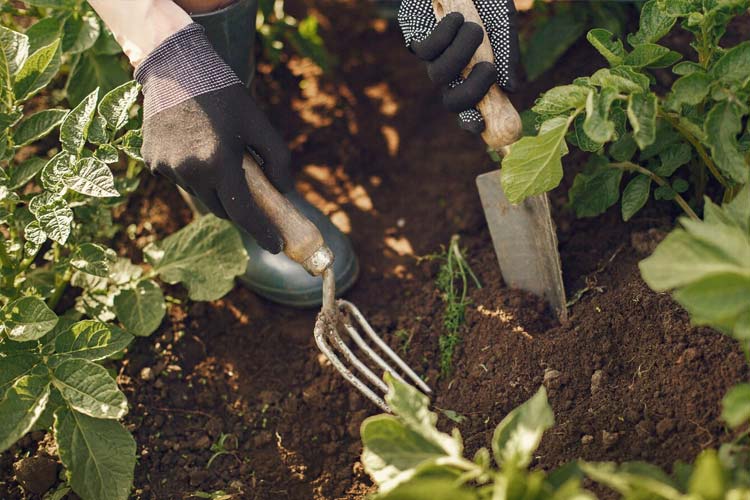O que não fazer ao aplicar o mulching na sua horta