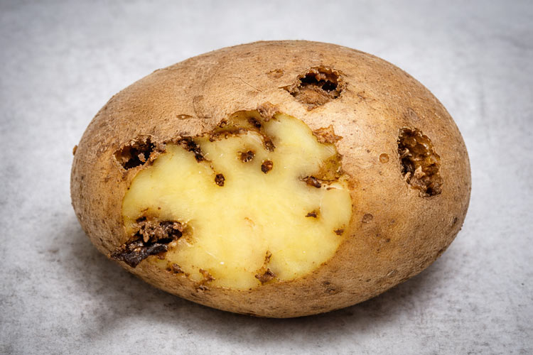 Aprenda a prevenir a borboleta (traça) na batata