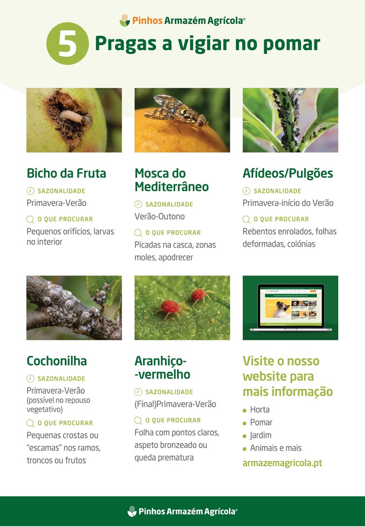 Infografia explicativa de 5 pragas a ter em cuidado no pomar