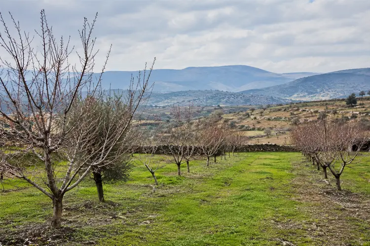 O Pomar em Fevereiro. Conheça as principais tarefas e cuidados a ter com o seu pomar, no mês de Fevereiro. Artigo para Norte, Centro e Sul de Portugal.
