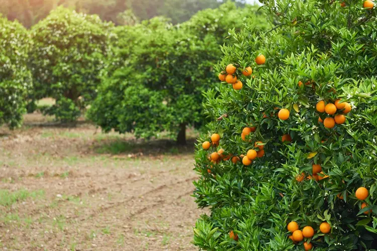 O Pomar em Março. O que deve saber sobre como tratar as árvores de fruto em Março