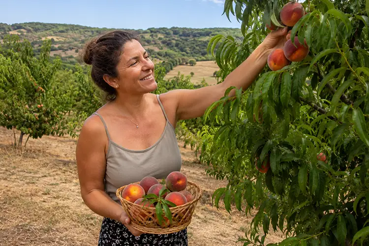Agosto é um mês rico em colheitas