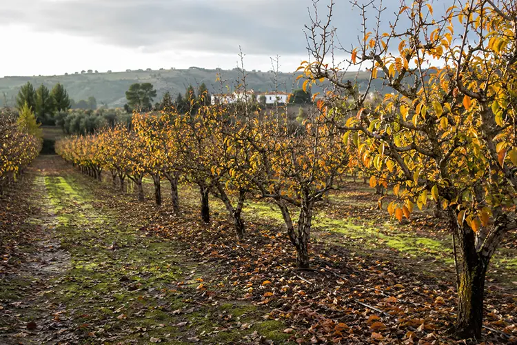 O pomar em Novembro