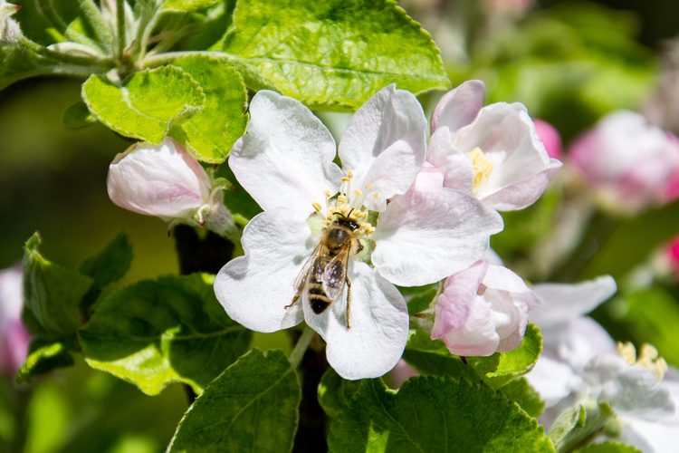 Abelha numa flor de macieira, porque sem polinização muitas vezes a árvore não dá frutos