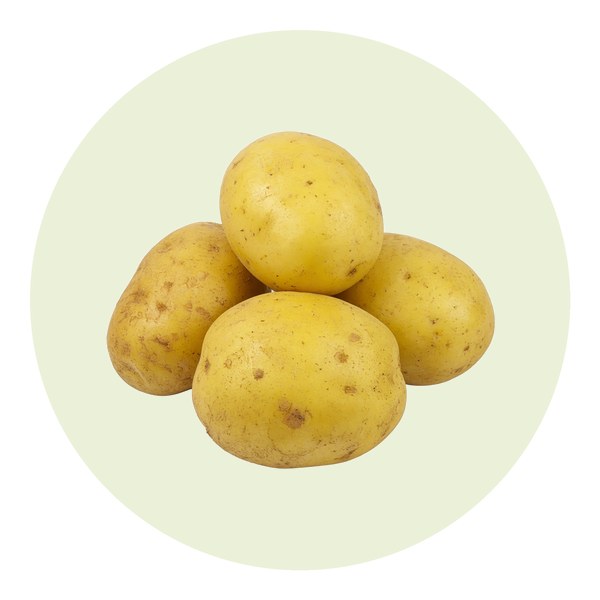 Como plantar batata