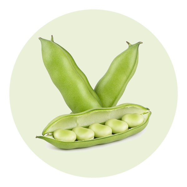 Como plantar fava