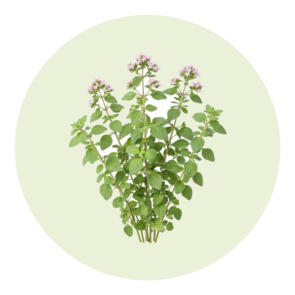 Como plantar orégãos