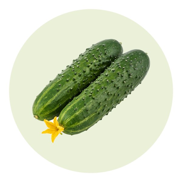 Como plantar pepino