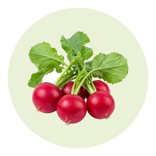 Como plantar rabanete