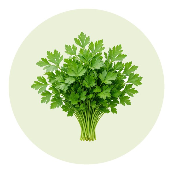 Como plantar salsa
