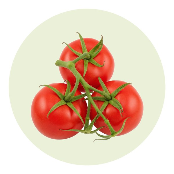 Como plantar tomate