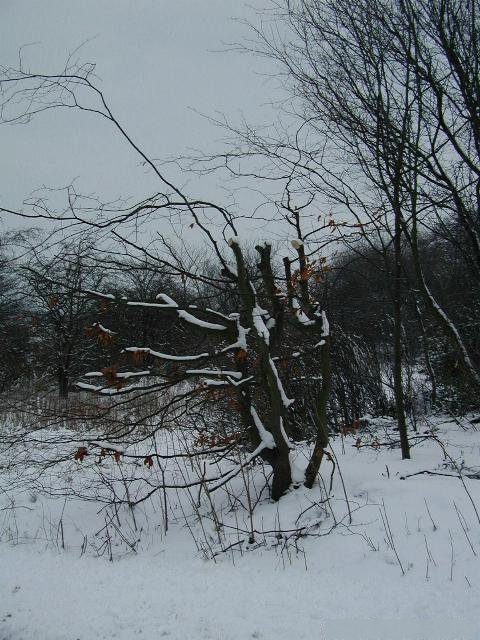 Árvore no Inverno com neve, podada com cortes que deixaram tocos nos ramos, um erro de poda comum
