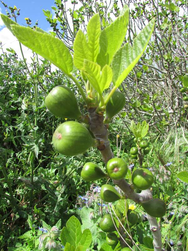 Ramo de figueira com figos verdes e folhas novas, numa figueira do Algarve