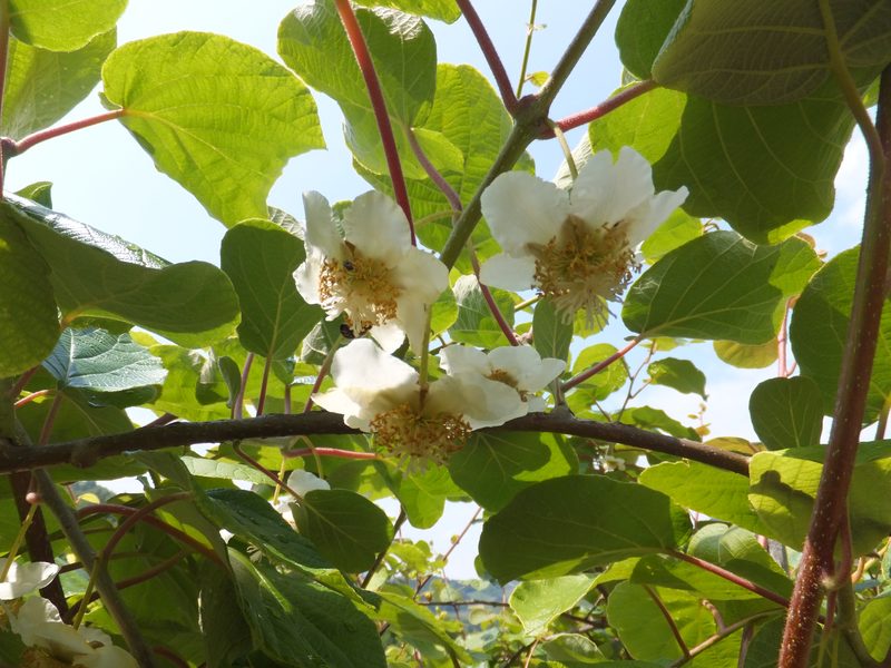 Flores femininas de kiwi entre as folhas largas da planta, que precisam de pólen de uma planta macho
