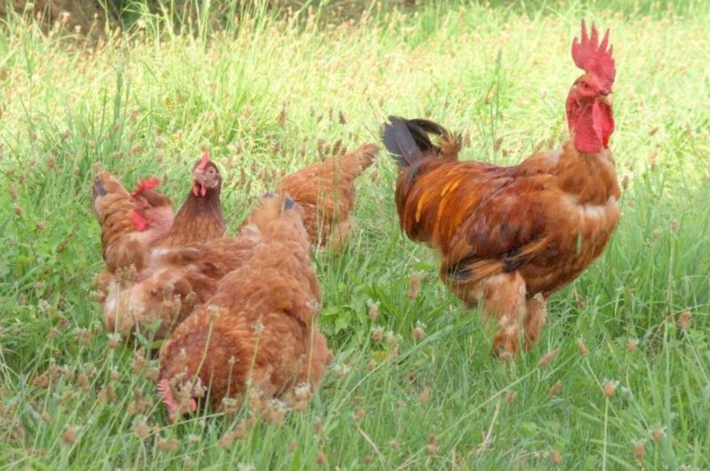 Galo e galinhas da raça Amarela, de plumagem dourada e acobreada, a pastar na erva