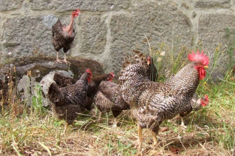 Galo e galinhas da raça Pedrês Portuguesa, de plumagem pedrês cinzenta e branca, junto a um muro de pedra