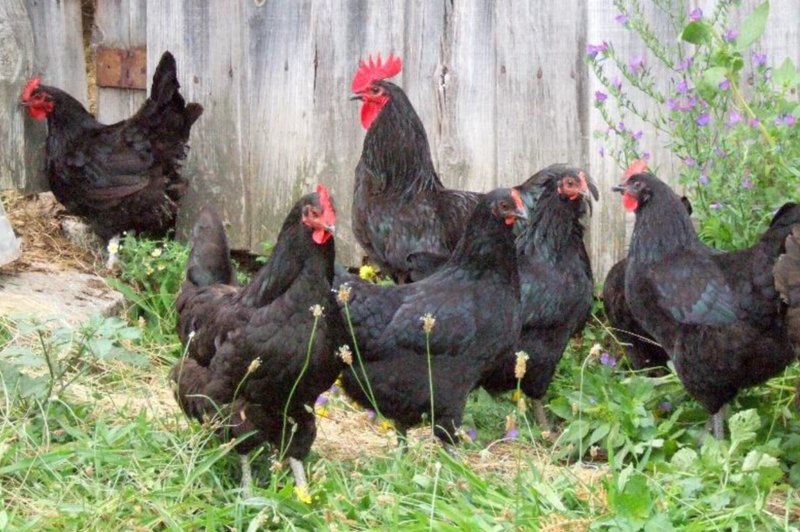 Galo e galinhas da raça Preta Lusitânica, de plumagem preta com reflexos verdes, num quintal com erva