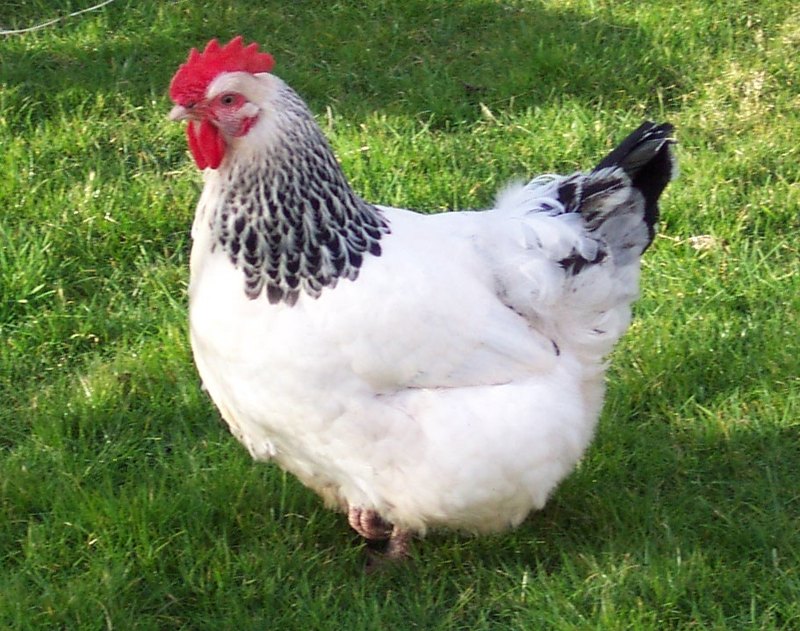 Galinha Sussex de plumagem branca com o pescoço e a cauda pretos, num relvado