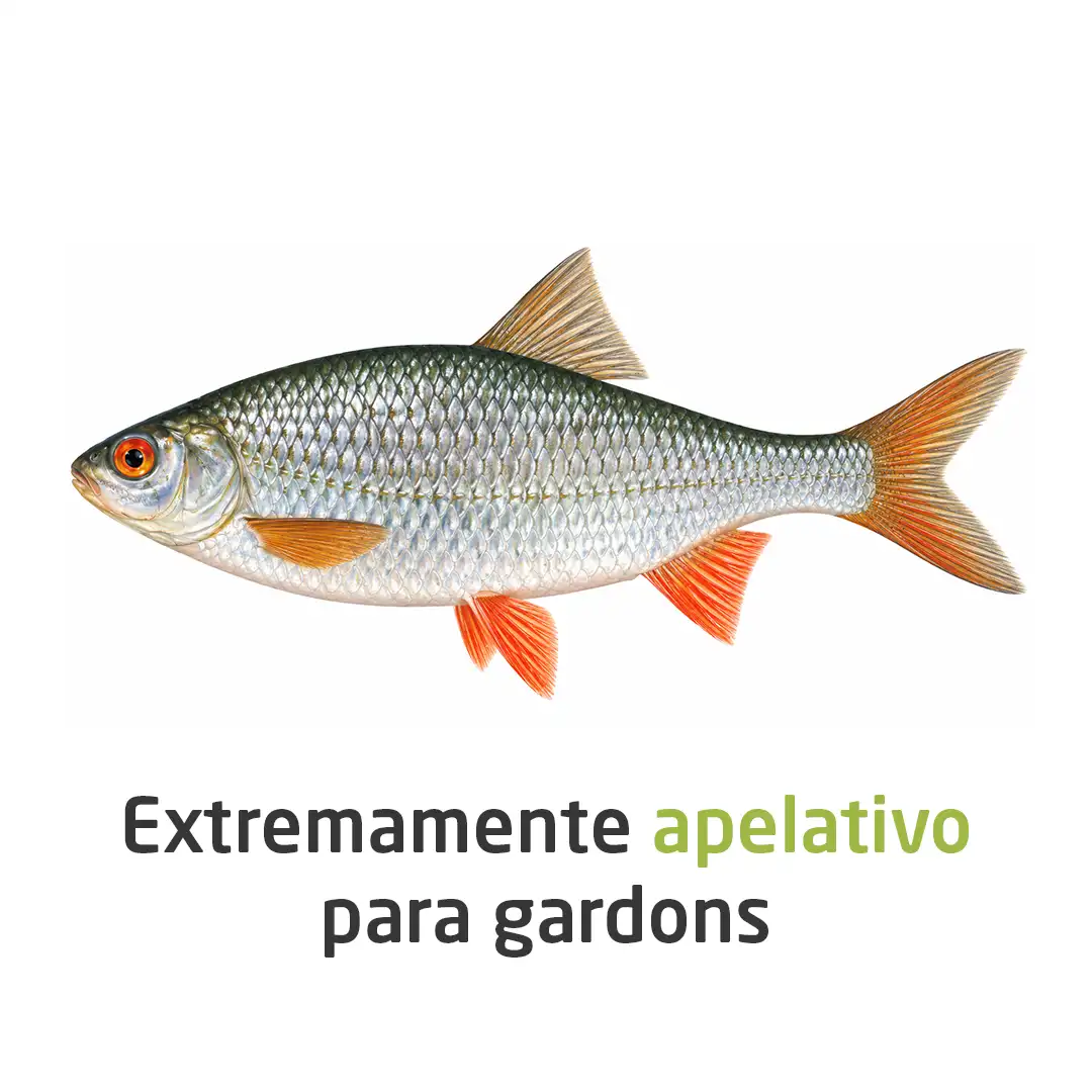 Imagem do engodo Super Gardons da Amorim com um gardon e o texto extremamente apelativo para gardons