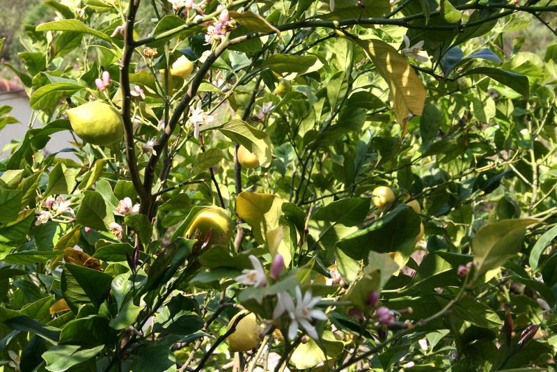 Limoeiro com flores brancas e limões ao mesmo tempo, sinal de uma árvore que dá frutos