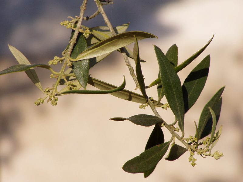 Ramo de oliveira com cachos de botões florais, antes da floração de Primavera
