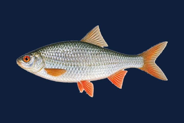 Gardon, peixe de rio com barbatanas vermelhas, sobre fundo azul escuro