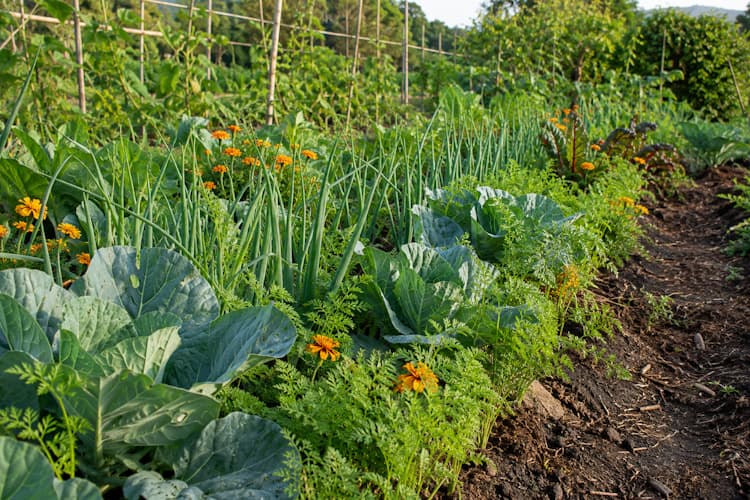 Canteiro de horta em consociação com couves, cebolas, cenouras e flores laranja